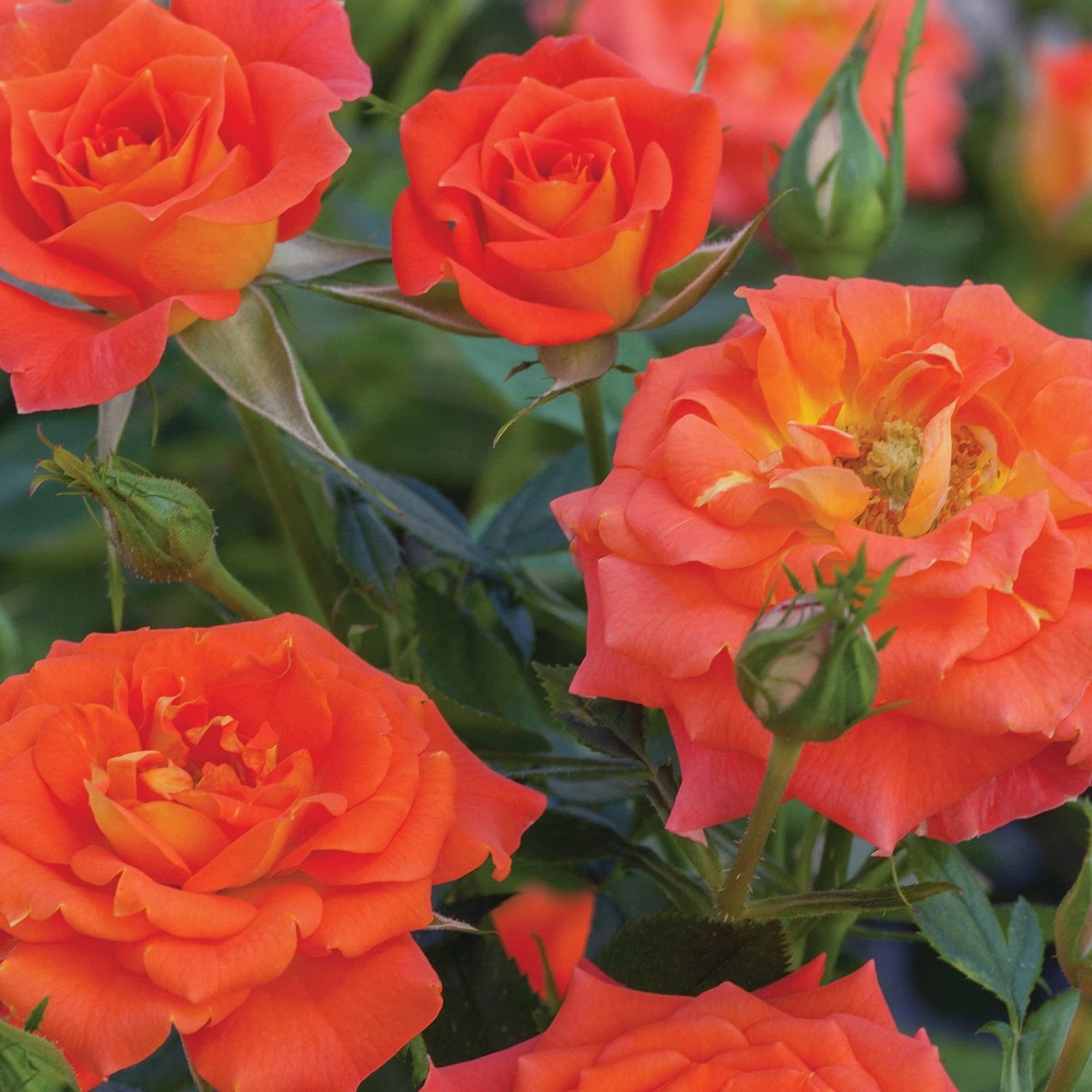 See full amazon price history chart for Guruji Plantation Rare Beautiful Grafted Live Miniature Rose Button Minima Spray Rosa Mini Gulab Flower For Balcony Terrace Outdoor Gardening 1 Healthy Plant with Plastic Pot. (Orange) Guruji Plantation Rare Beautiful Grafted Live Miniature Rose Button Minima Spray Rosa Mini Gulab Flower For Balcony Terrace Outdoor Gardening 1 Healthy Plant with Plastic Pot. (Orange) (B0BM7RXBVF) Amazon Price History, Amazon Price Tracker