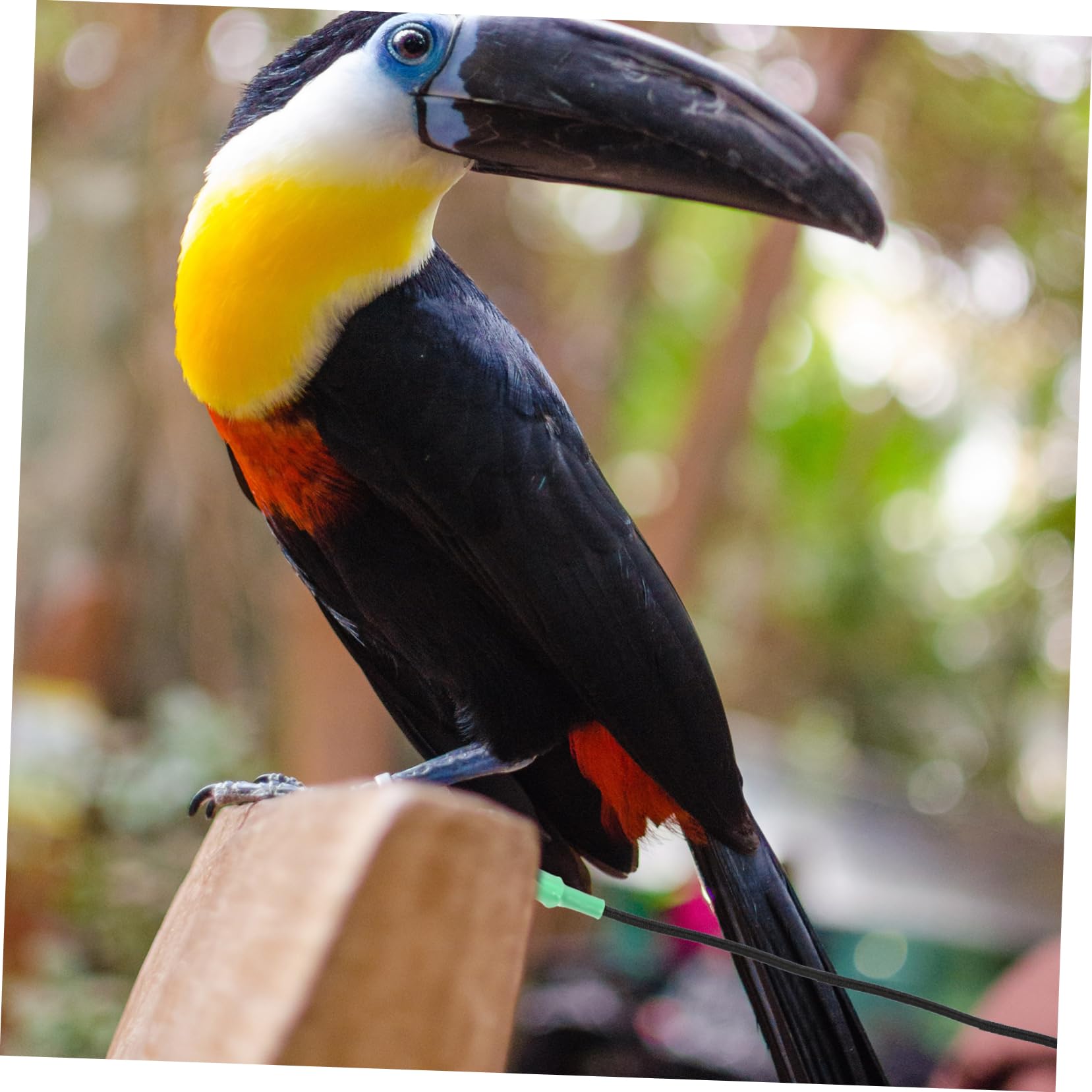 Hohopeti 2piezas Arnés De para Pájaros Cuerda De Entrenamiento De para Aves para Paseos Periquitos Cacatúas y Hámsters
