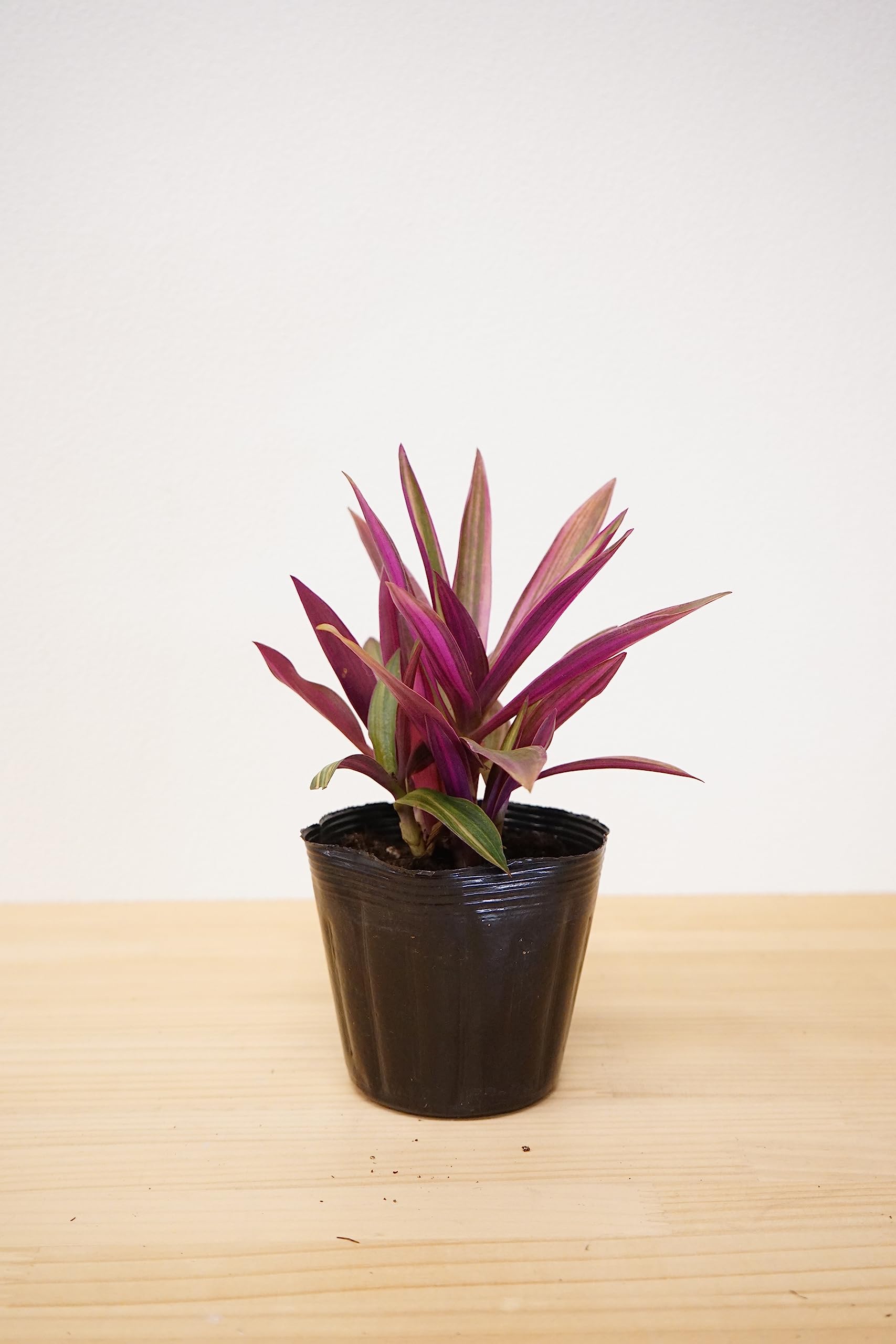 Amazon.co.jp: はなみどり 観葉植物 ムラサキオモト オーロラ ハピネス