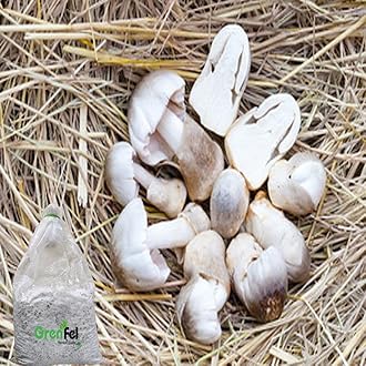 Paddy Straw Mushroom Seeds (450Gm), High Yield Grain Based Commercial Spawn for Paddy Straw Mushroom Cultivation – White Micelium Spores