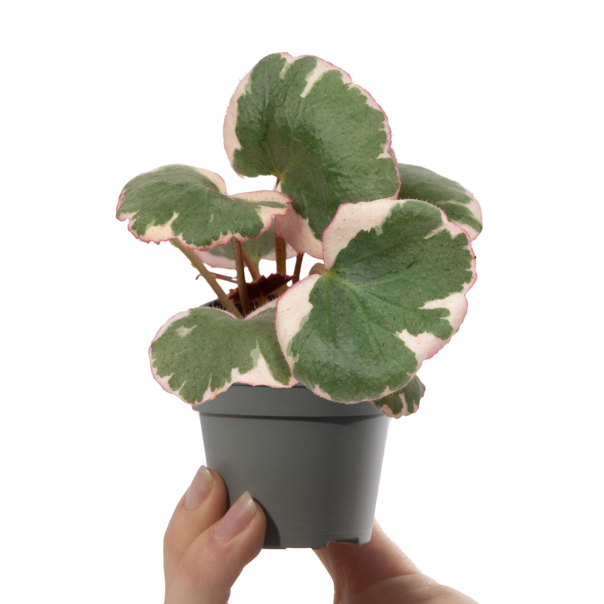 Baby Saxifraga Variegata | House Plants for Home Office | Grow Your Own Mini Plants | Indoor Plant in Pot