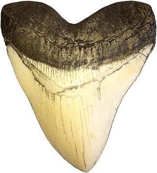 goldnuggetminer 5.5 Inch Ivory Megalodon Tooth Replica with Serrations Resin Replica - Shark Tooth