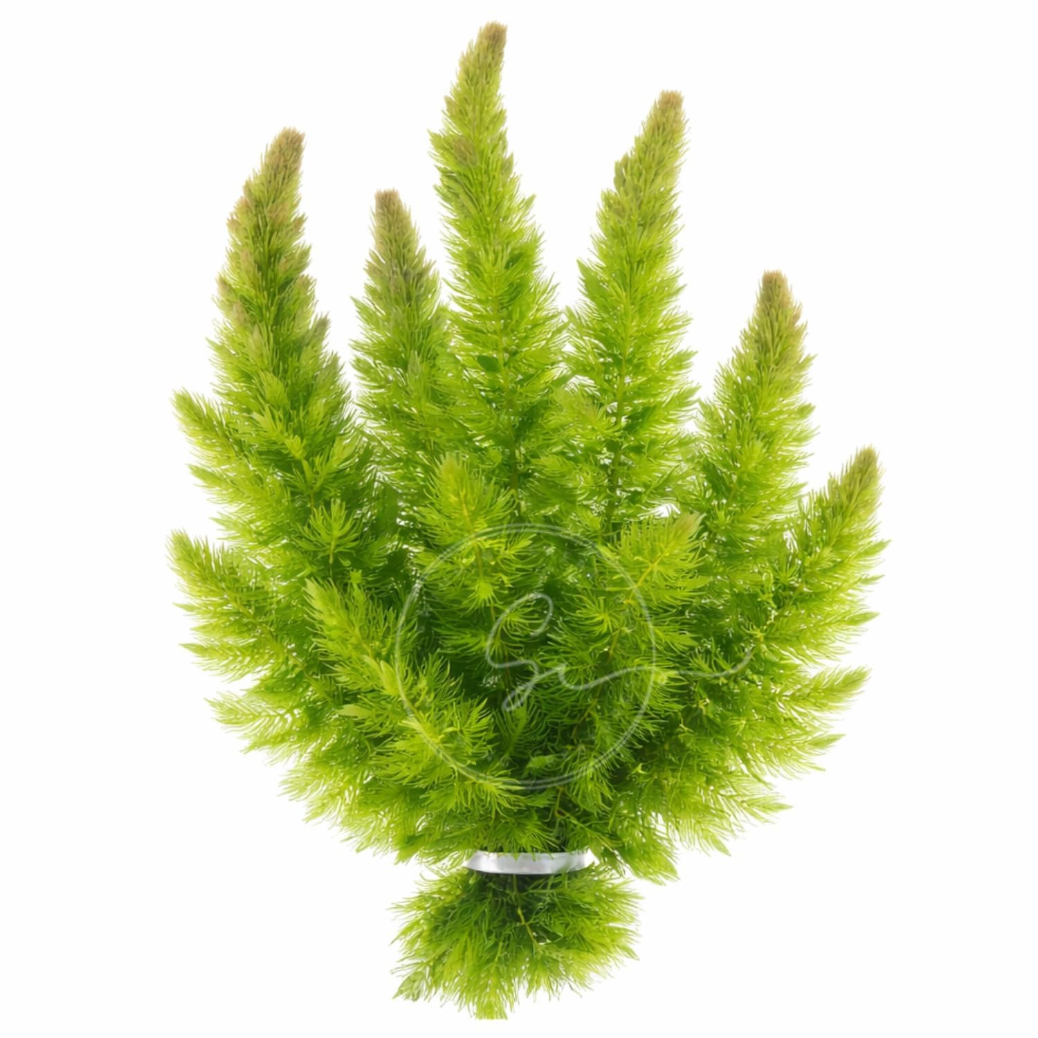 Swimming Creatures Hornwort
