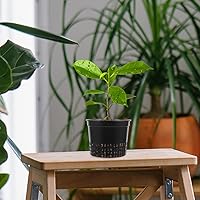 Vista 8 de Paquete de 10 macetas de red de 5 pulgadas, macetas de red de plástico resistentes, macetas de red de cultivo hidropónico, tazas de red de malla