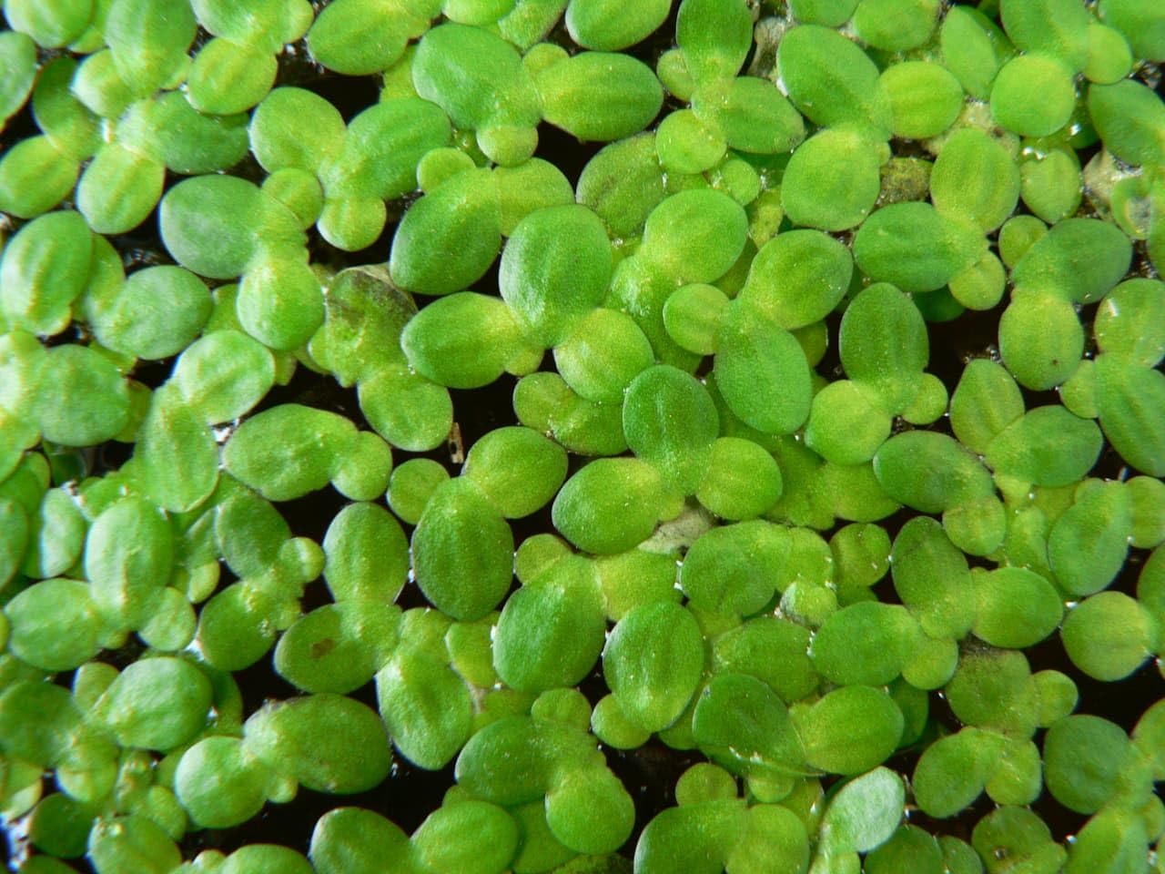 Fish Tank Surface Cover Floating Duckweed Live Plant for Guppy Fry Protection & Bio Filter with Fast Growing Green Leaves & Pure Micro Rooting System (250+ Healthy Seeds)-image-47