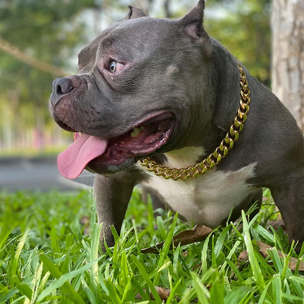 Gold Dog Chain Collar with Design Secure Buckle & ID Tag,18K Cuban Link Strong Heavy Duty Chew Proof Metal Walking Collar for Medium Dogs(19MM 16'')