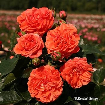 「Judy」 バラ苗　つるバラ　レア HanXia♡ Rose Judy様専用」 バラ苗 つるバラ レア HanXia♡ Rose