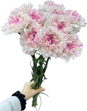 Fresh Cut Flowers Yukarri cherry Carnations 38 Stems Hydroponic Flower Arrangement Gifts for home decoration birthdays anniversaries healing, sympathy friendship and love