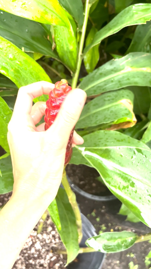 Amazon.com : 5 Count Awapuhi Wild Ginger Rhizomes Shampoo Live Plant,Fresh  Roots Raw, Zingiber Zerumbet Pinecone Bitter Ginger, Hawaiian Ginger Lily,  Pinecone Ginger Red Ginger Roots for Planting : Patio, Lawn &