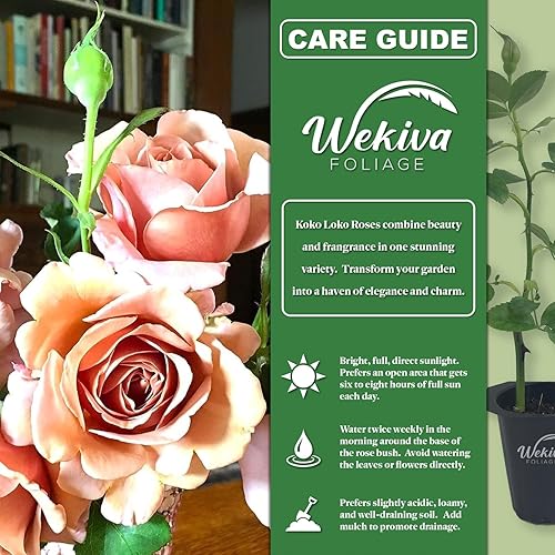 Miniatura 2 de Koko Loko Rose Bush - 3 plantas de inicio vivas en macetas de 2 pulgadas, hermosas rosas de Florida, una rosa ornamental increíblemente hermosa