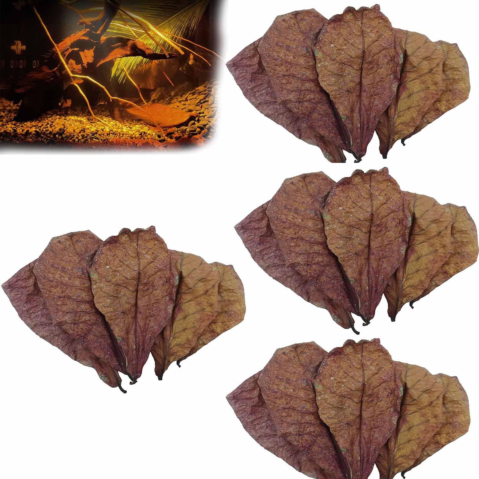 Klink Ocean: La Hoja De Almendro Indio (Catappa) Con