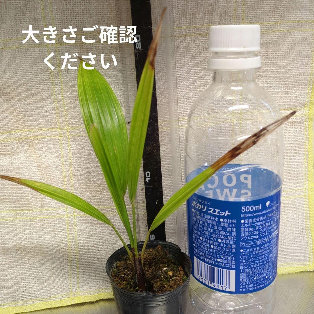 シュロの木抜き苗　サイズL 2L 3L宅急便発送 Amazon.co.jp: 【ポット発送】 シュロの苗木 : DIY・工具・ガーデン