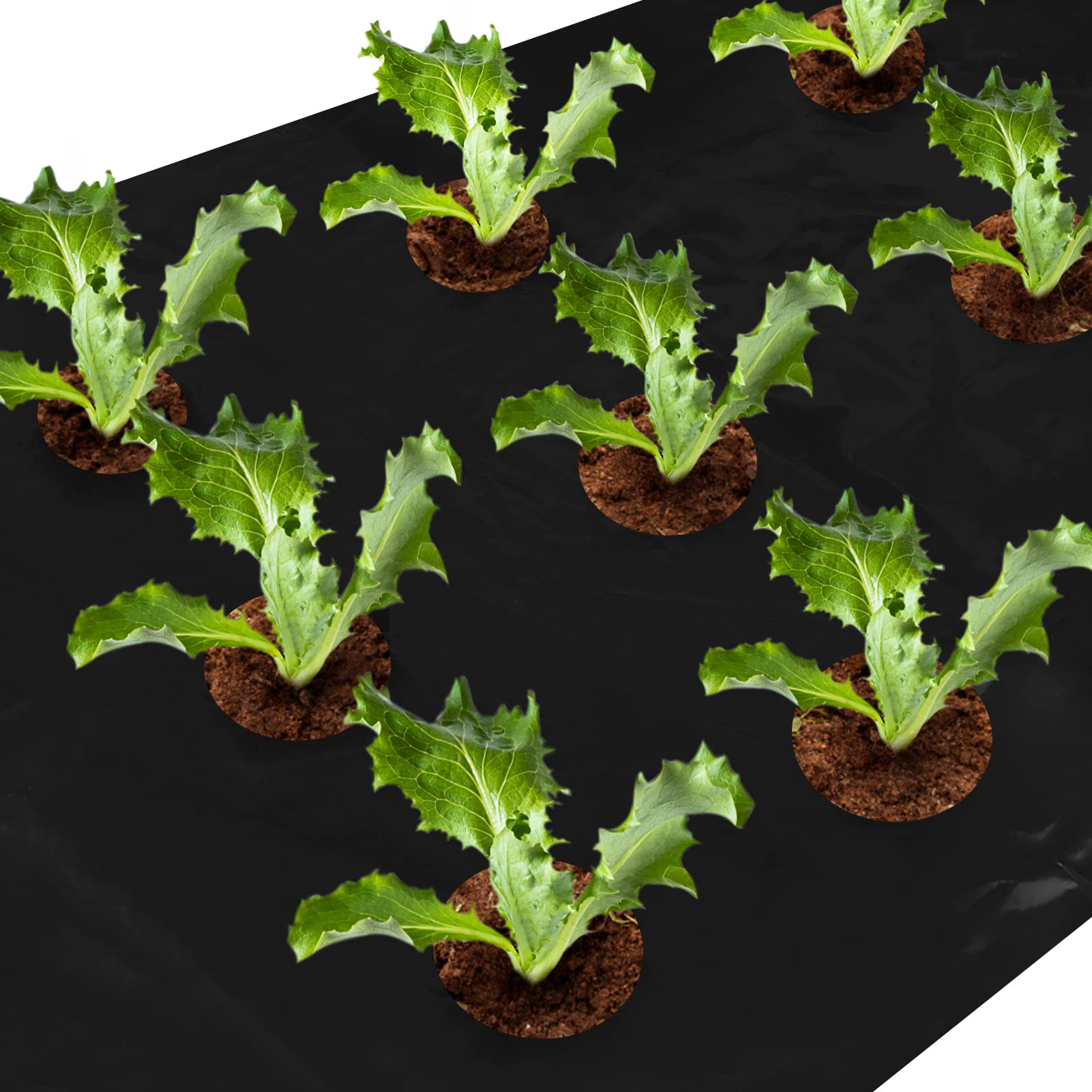 Photo 1 of 3 PACK OF Apipi 2 Pack 33 x 3 Ft Weed Barrier Landscape Fabric with Planting Holes- 1 Mil Garden Weed Blocker Heavy Duty Black Mulch for Landscaping Moisture Temperature Maintaining