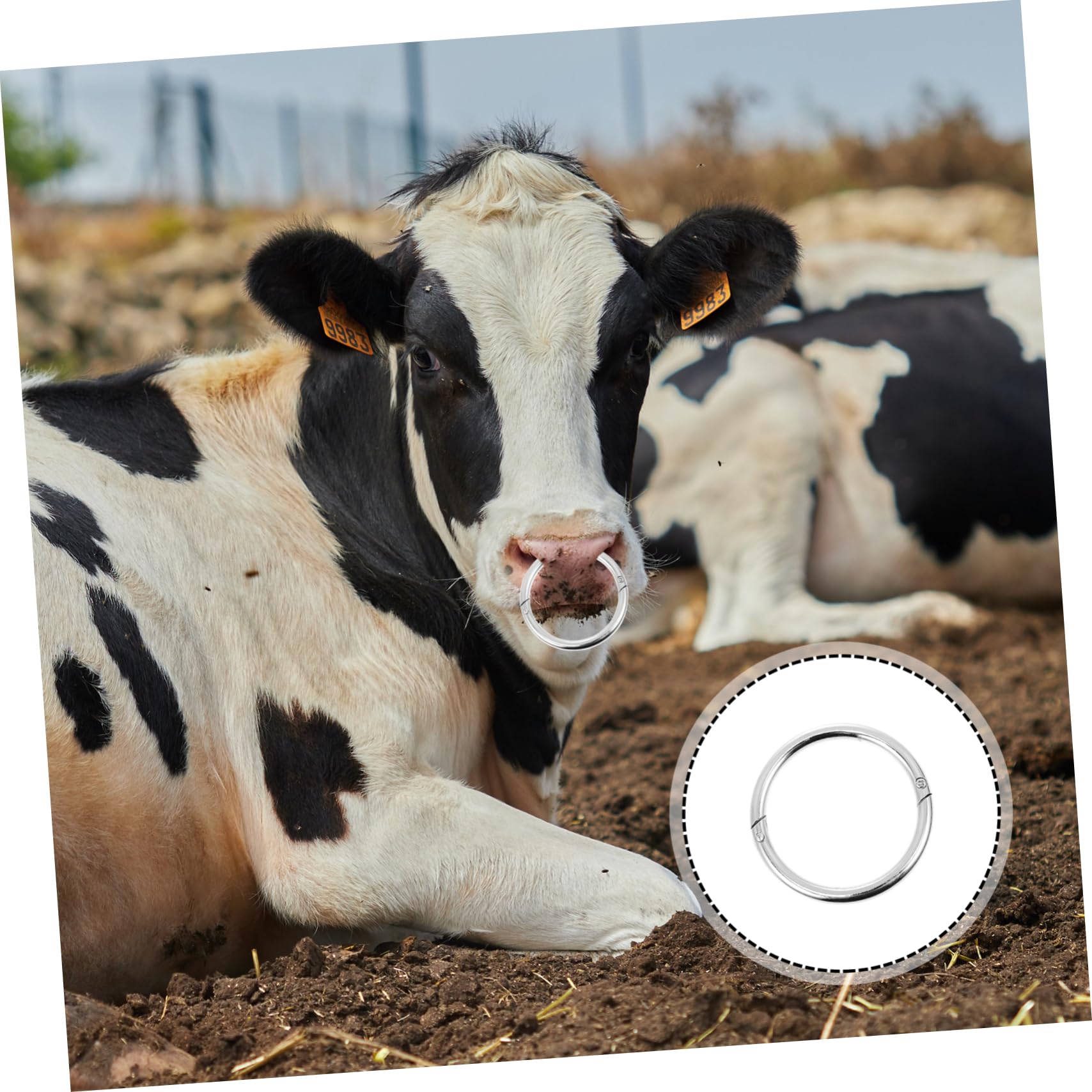 FRCOLOR Cattle Nose Traction Ring Carbon Steel Nose Hoops for Cattle Handling Easy to Install Reusable Farm Tool for Livestock Management