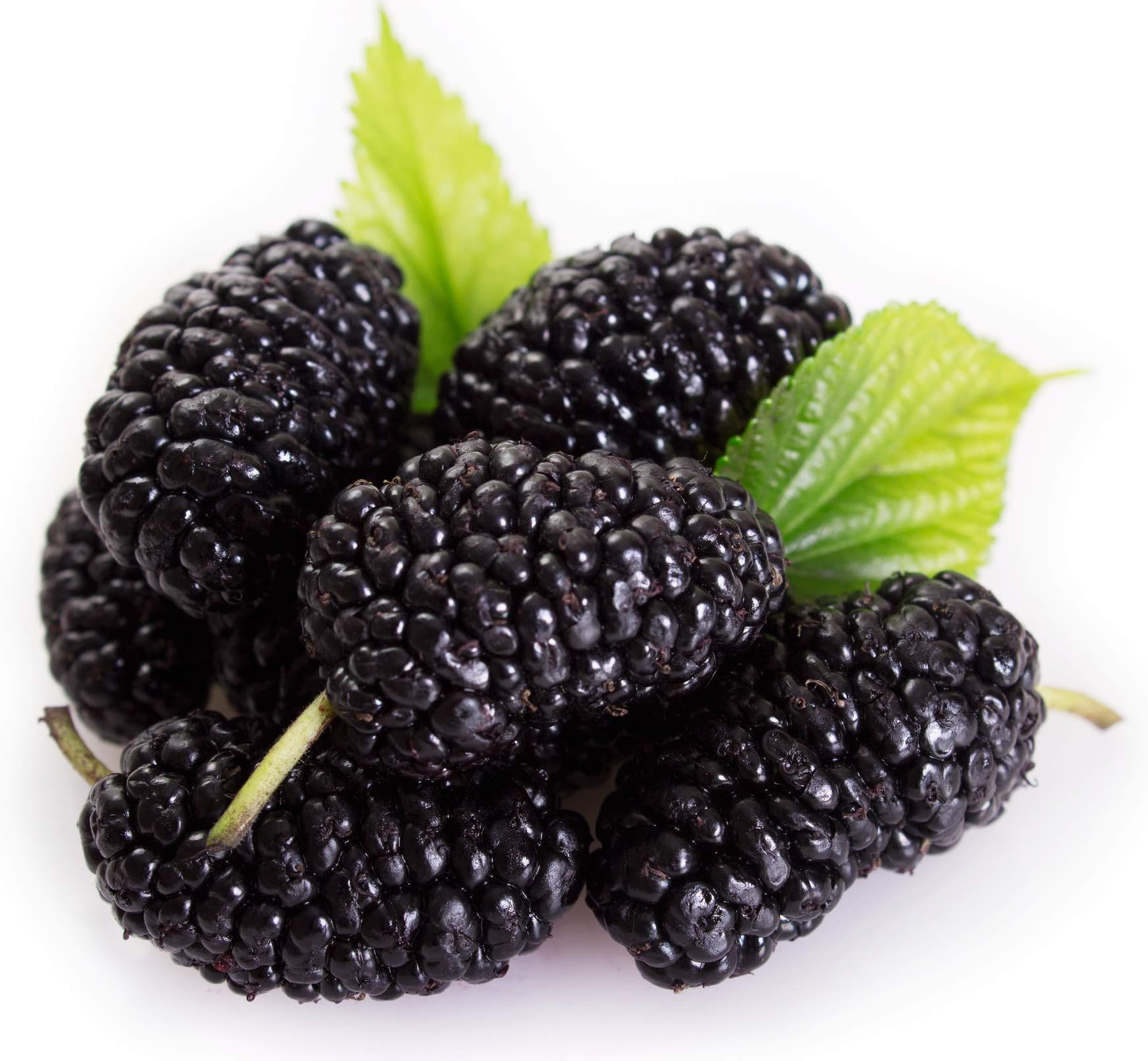 Fresh Mulberry,Fresh,125 Gram