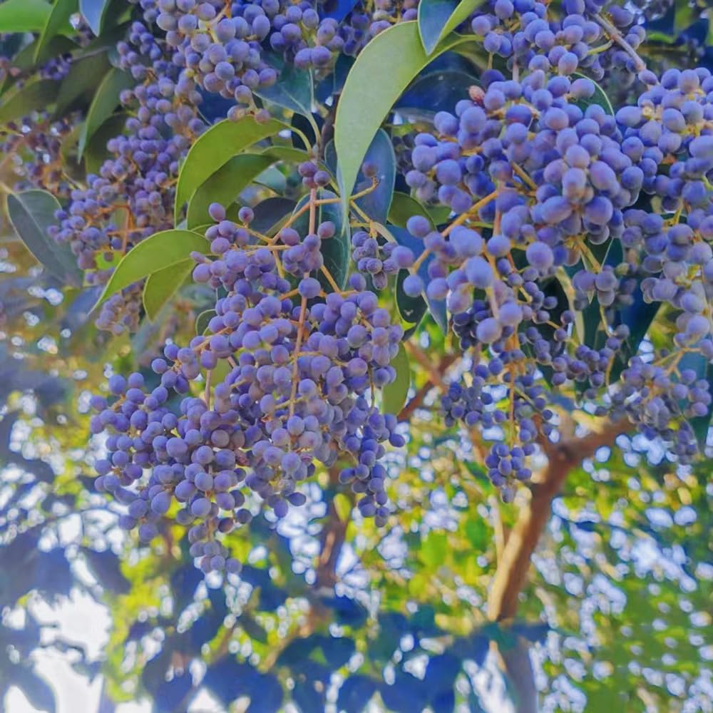 50 pcs liguster samen, frisches obst indoor plants,Ligustrum lucidum, obst  frisch bio saatgut exotische frchte zwergobstbume obstbume kaufen seed  best of sulenobst bonsai topf : Amazon.de: Garten