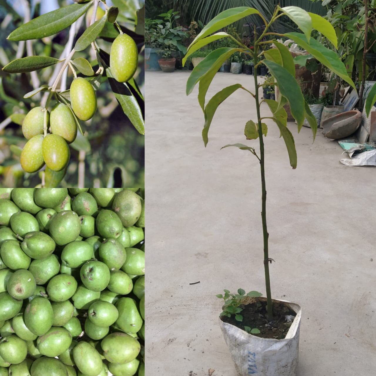 See full amazon price history chart for Golden Bloom olive jalpai plant hybrid Dwarf Rare Hybrid Air Layering Arabic Olive Tree Live (1 Healthy Plant Height 1-1.5 FT Height) Golden Bloom olive jalpai plant hybrid Dwarf Rare Hybrid Air Layering Arabic Olive Tree Live (1 Healthy Plant Height 1-1.5 FT Height) (B0BY6XXT85) Amazon Price History, Amazon Price Tracker