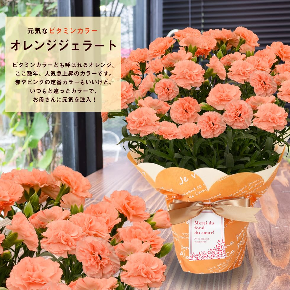 Amazon.co.jp: 母の日 2026 カーネーション 5号サイズ 鉢植え こだわり