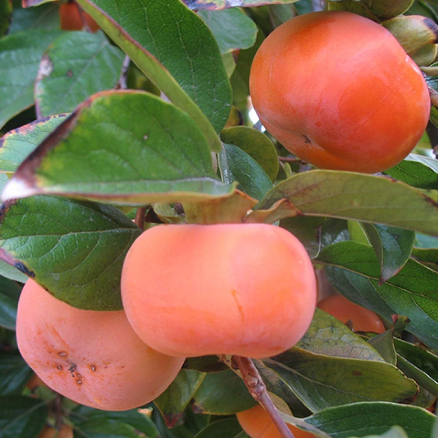 IXORA Fuyu Persimmon Variety Fruit Grafted Live Plants & Tree(2-3 Feet Size) (B0D8ZLSXVV) Amazon Price History, Amazon Price Tracker