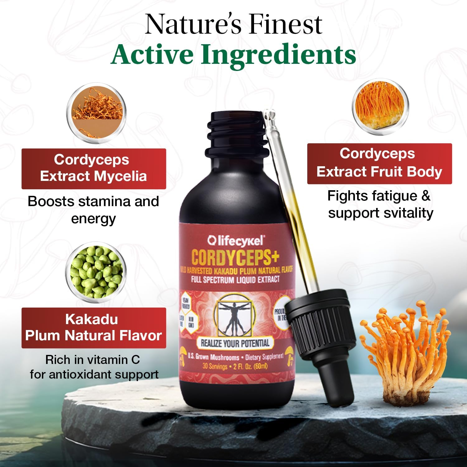 Life Cykel Cordyceps +Lion's Mane Extract Performance Pack - Organic Mushroom Supplement for Energy, Focus & Mental Clarity - USA Made, Pure & Potent Mushroom Liquid Drops for Adults - Image 3