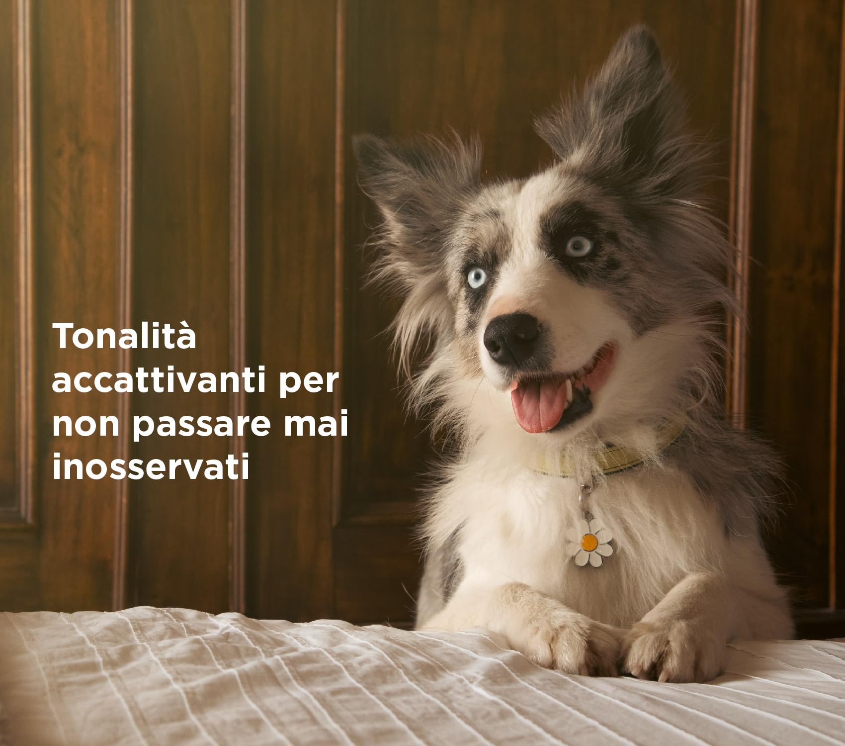 MyFamily Guinzaglio per Cane in Vera Pelle Italiana Made in Italy, Finiture Metalliche in Bronzo Bianco, Pratico e Confortevole, Fatto a Mano, Collezione Firenze