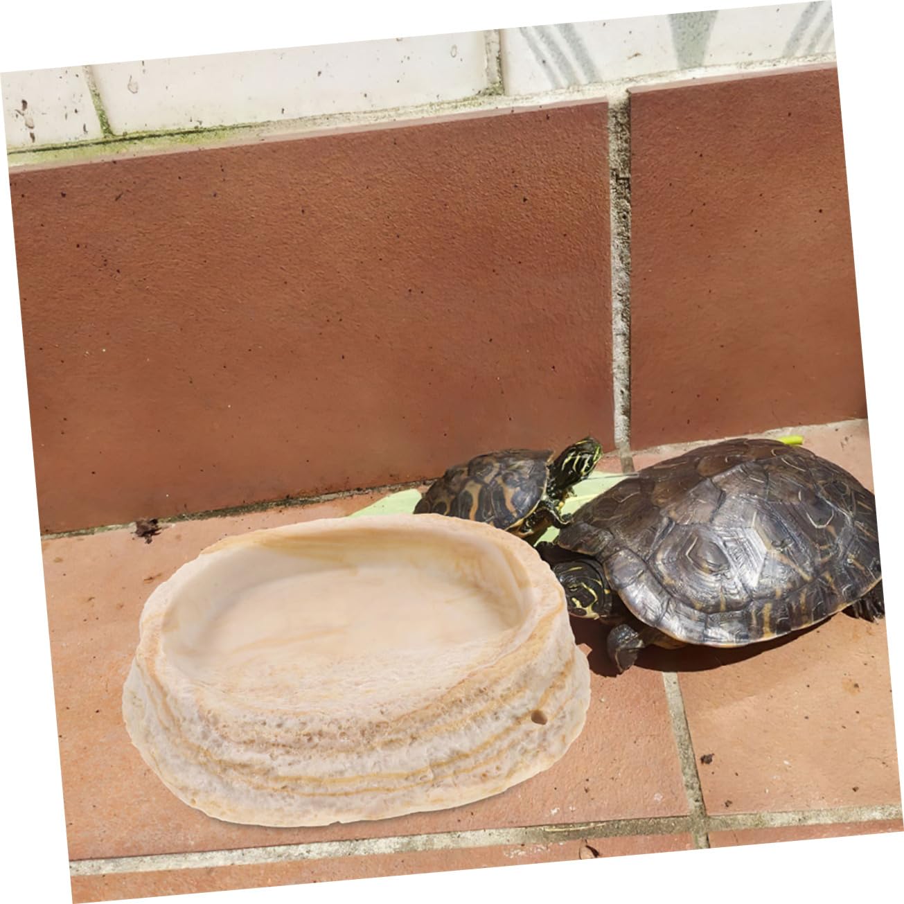 2 Cuencos de Resina para Comedero de Reptiles, Diseño de Espacio y Borde Antivuelco, para Lagartos, Geckos y Tortugas en Terrarios
