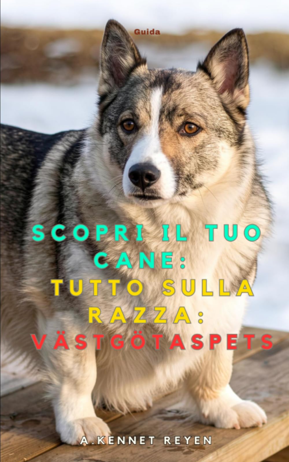 Scopri il tuo Cane:Tutto sulla razza: Västgötaspets