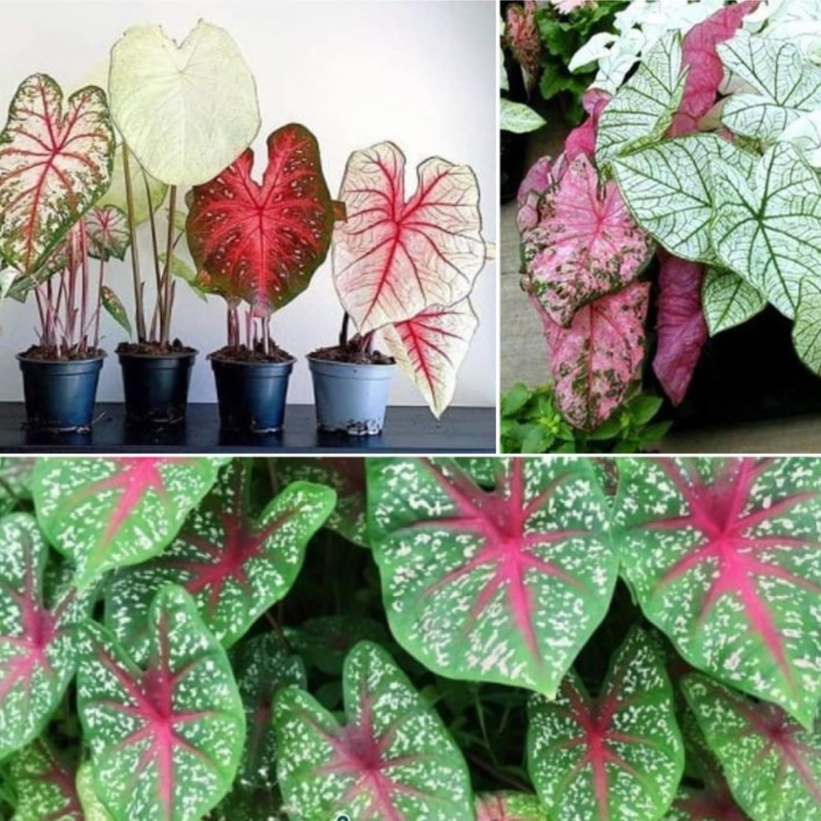 Elephant Ears for Planting UK Hardy Perennial Excellent Display Indoor and Outdoor Perennial Strong Plants That Grow Well Greening -5Bulbs-greenJ