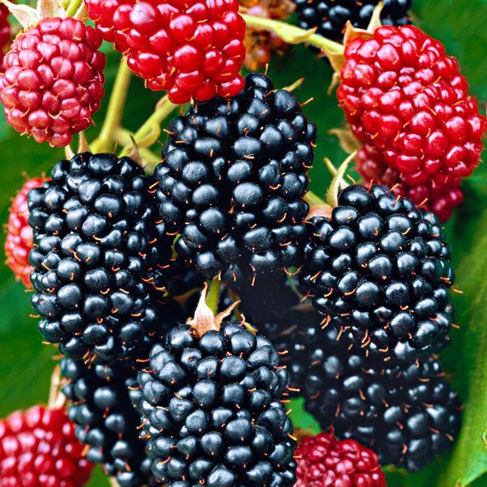 Amazon.co.jp: ブラックベリーの苗木 チェスター 12cmポット【品種で Amazon.co.jp: ブラックベリーの苗木 チェスター 12cmポット【品種で