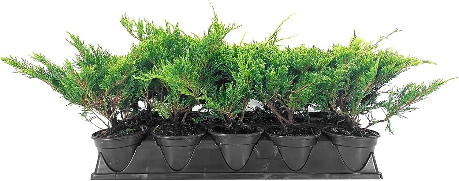 Juniper Calgary Carpet | 5 Live 4 Inch Pots | Juniperus Sabina Monna | Evergreen Ground Cover Plants | Low-Maintenance Landscaping Shrub