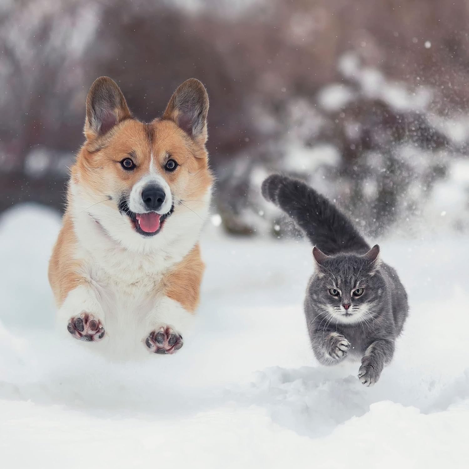 Safe Thaw Industrial Strength Concrete-Safe Pet Paw-Safe Snow & Ice Melter,100% Salt-Chloride-Free and Traction Agent. Use on Asphalt, Roofs & On Any Surface, 10 Pound Jug