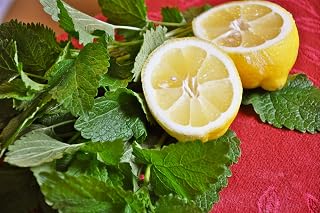 Lemon Balm (Melissa officinalis) Herb Medicinal Plant for Planting Organic Non GMO 300 Seeds