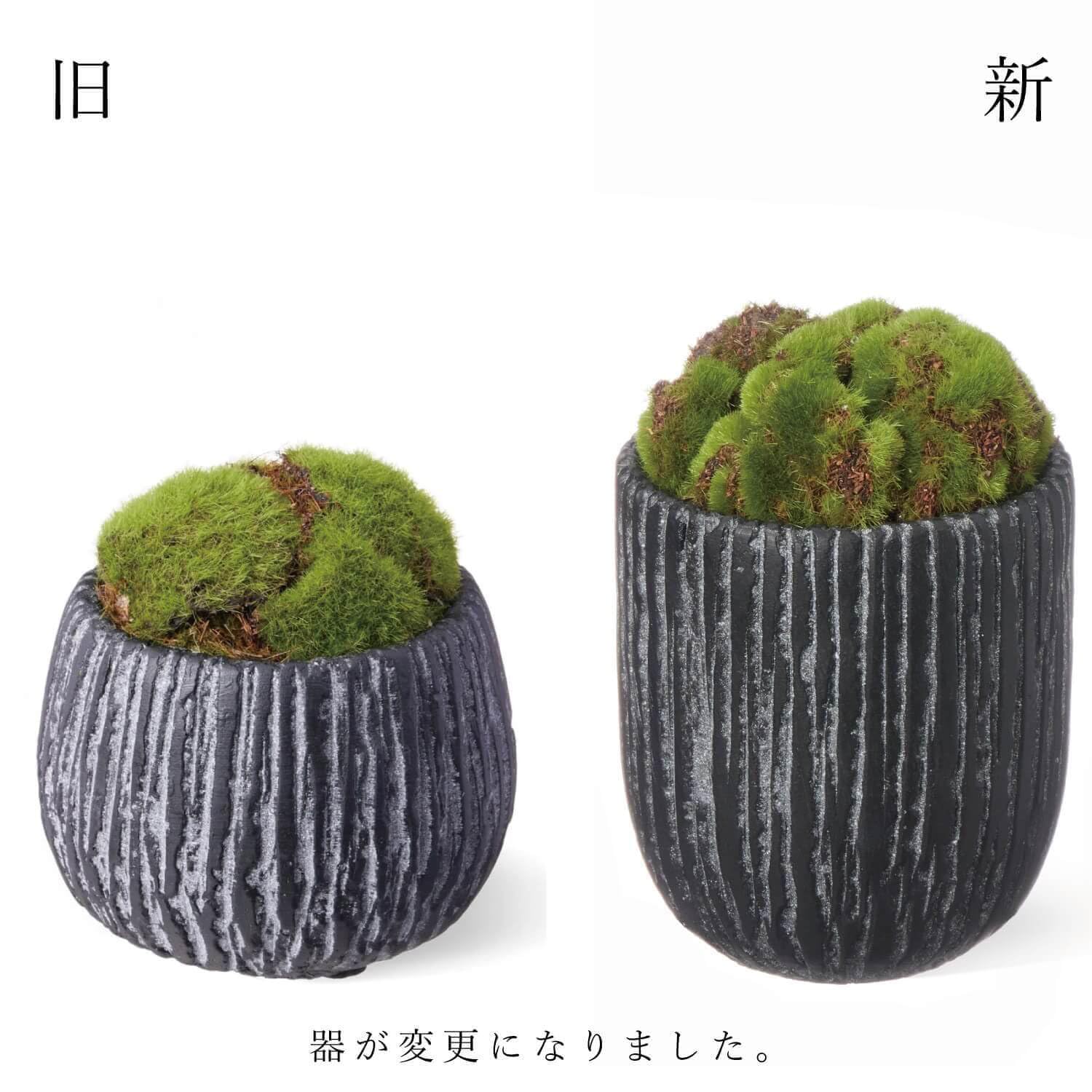 Amazon｜CUP BON 苔盆 人工観葉植物 フェイクグリーン (苔盆S)｜人工