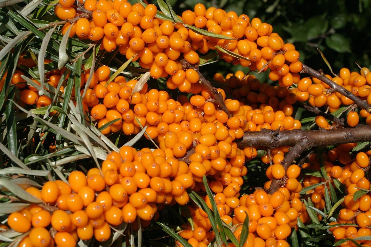 150+ Sea Buckthorn Seeds for Planting  Hippophae rhamnoides Hardy Berry Shrub Seeds, Perennial Deciduous Plant, High Germination, Garden Fruit Seeds for Outdoor Growing