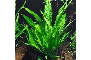 Java Fern Bare Root: The Enduring Freshwater Plant for Aquariums