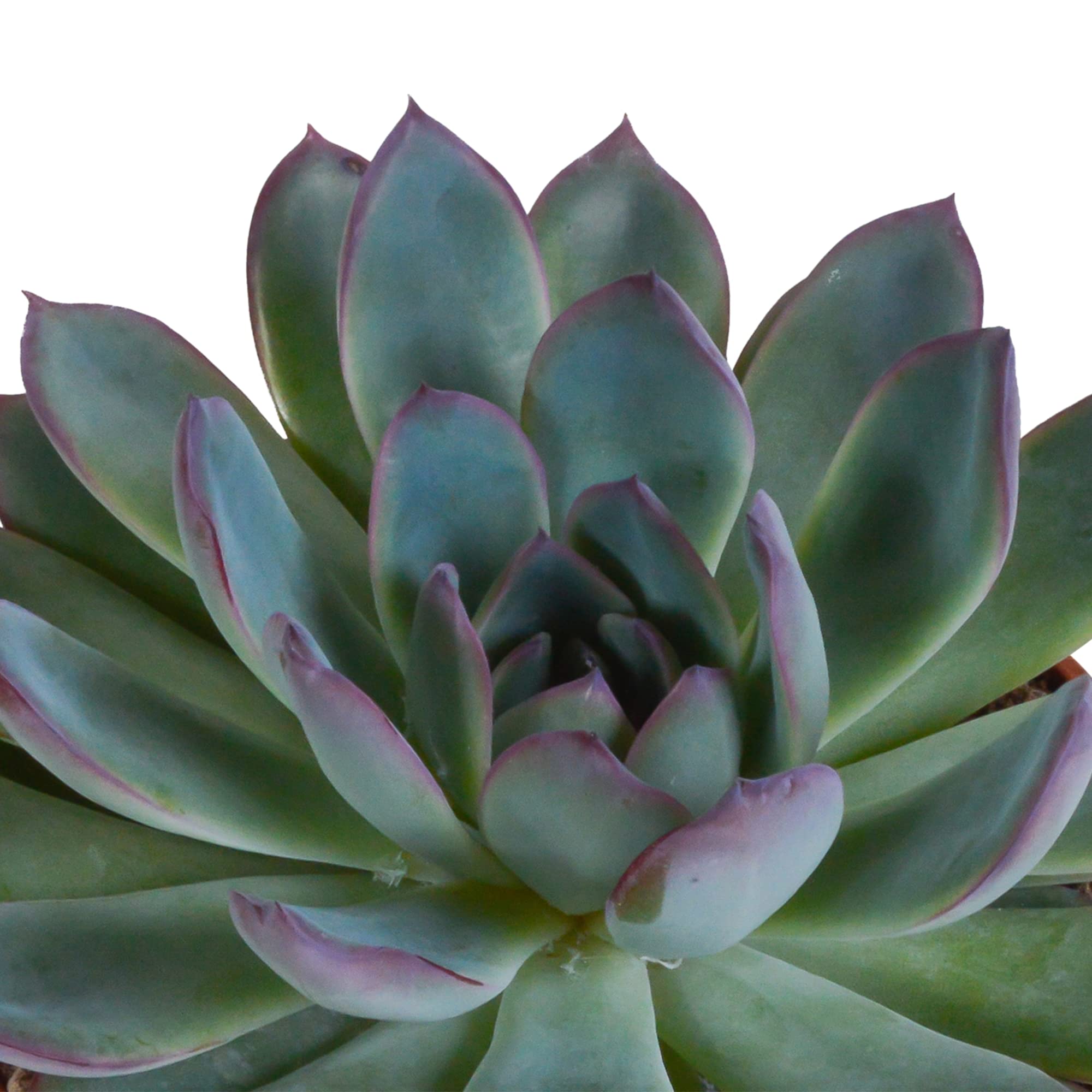 Echeveria en Maceta de Terracota, Colores Variados, Pack de 3, 10.5 cm