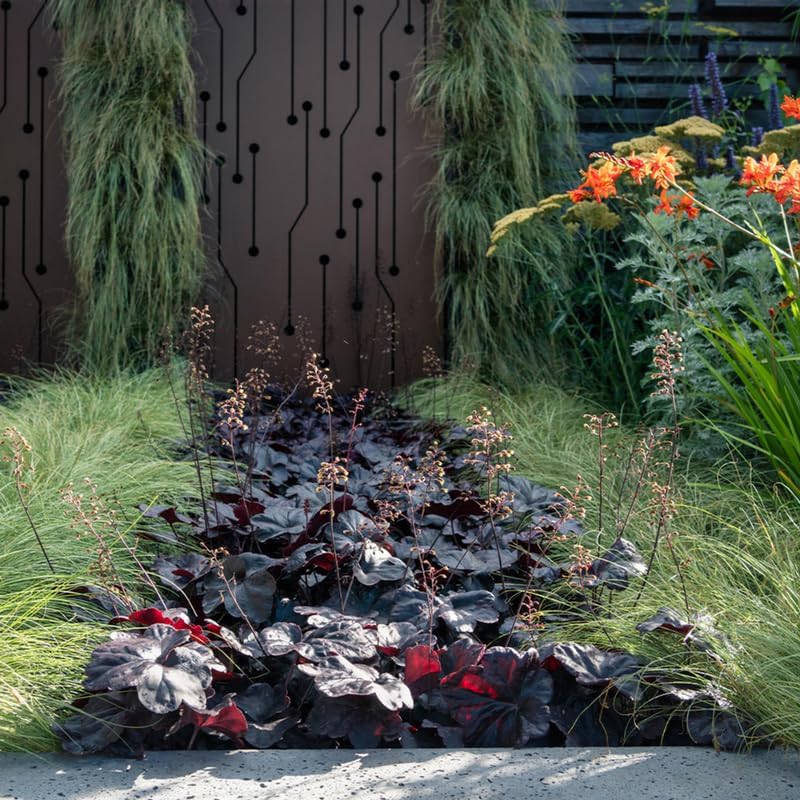 Dark Leaf Heuchera Live Plant Shrubs, Coral Bells Plant Live 2.5 Inch Pot, Shade Perennial Heucherella Plant