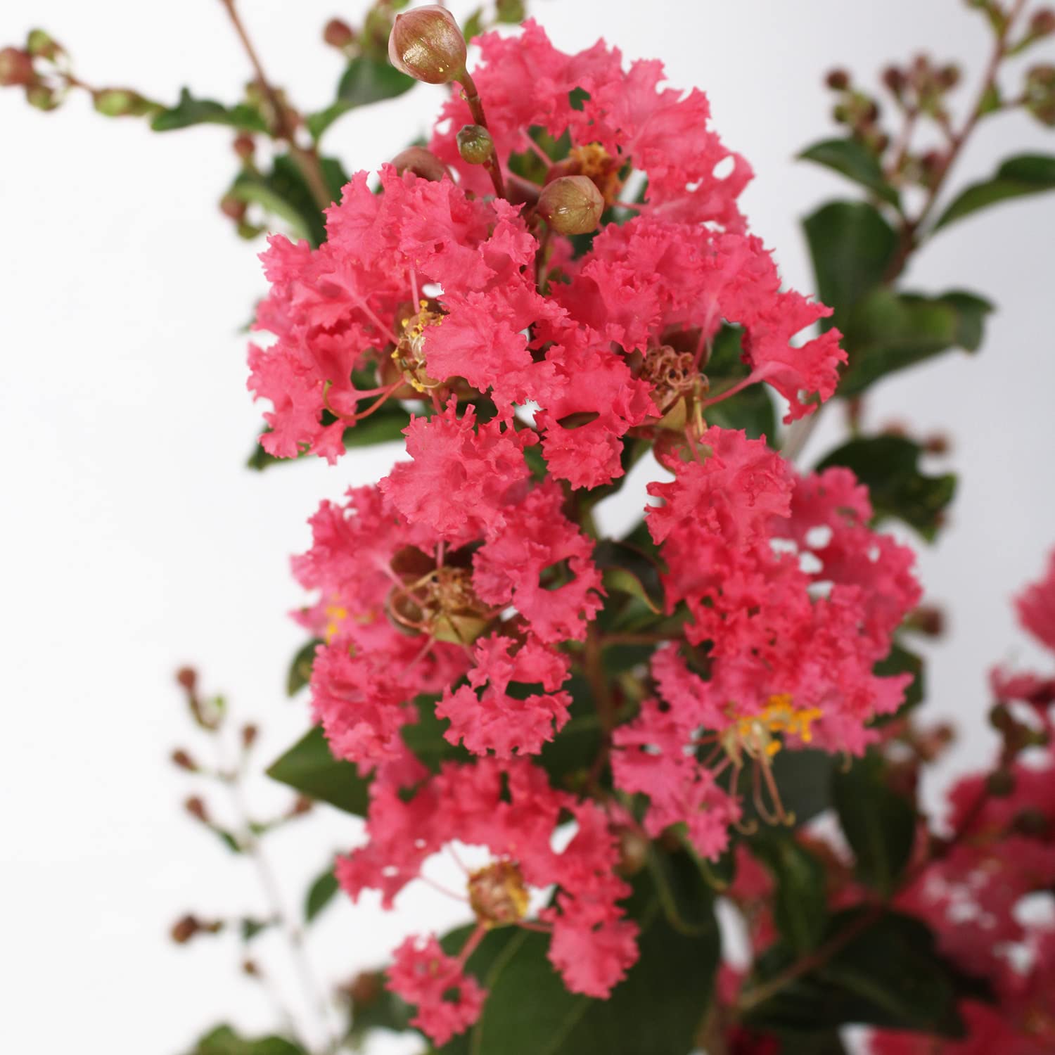 KENTIS - Lagerstroemia Indica Rose - Vraies Plantes Fleuries d'Extérieur - Plante Fleurie de Jardin - H 60-80 cm Pot Ø 24 cm