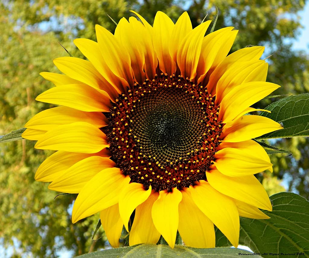 U-GROW INDIA SUNFLOWER GIANT FLOWER SEEDS (50 SEEDS/PACKET) (B094W4WYR1) Amazon Price History, Amazon Price Tracker