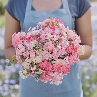 Eden Brothers Annual Phlox Seeds - Phlox of Sheep