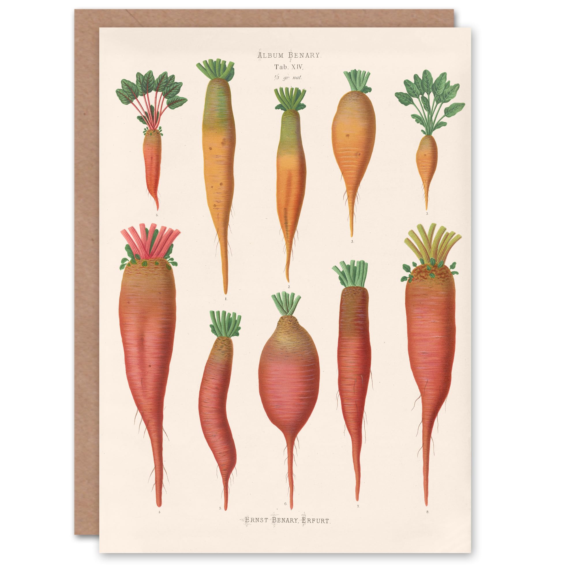 Artery8 Ernst Benary Art Card Mangold Wurzels Field Beet Varieties