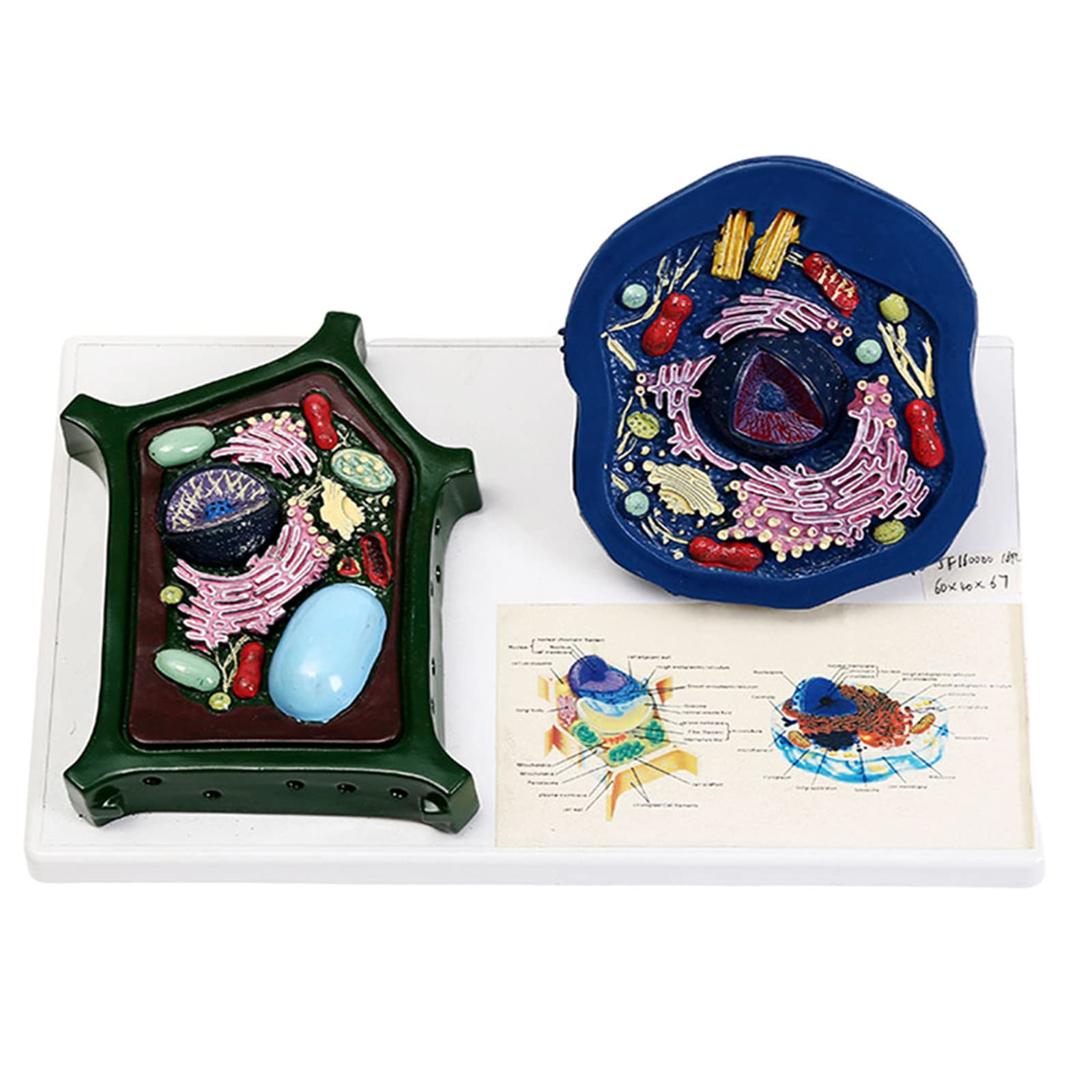 Buy WSXKA Animal and Cell Comparison Model, Medical Teaching Model