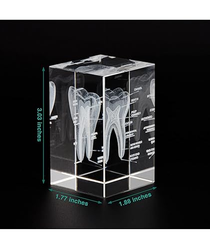 Miniatura 18 de Ultrassist Modelo de cristal pulmonar humano 3D, modelo anatómico grabado con láser para decoración del hogar y oficina, regalos de neumólogos