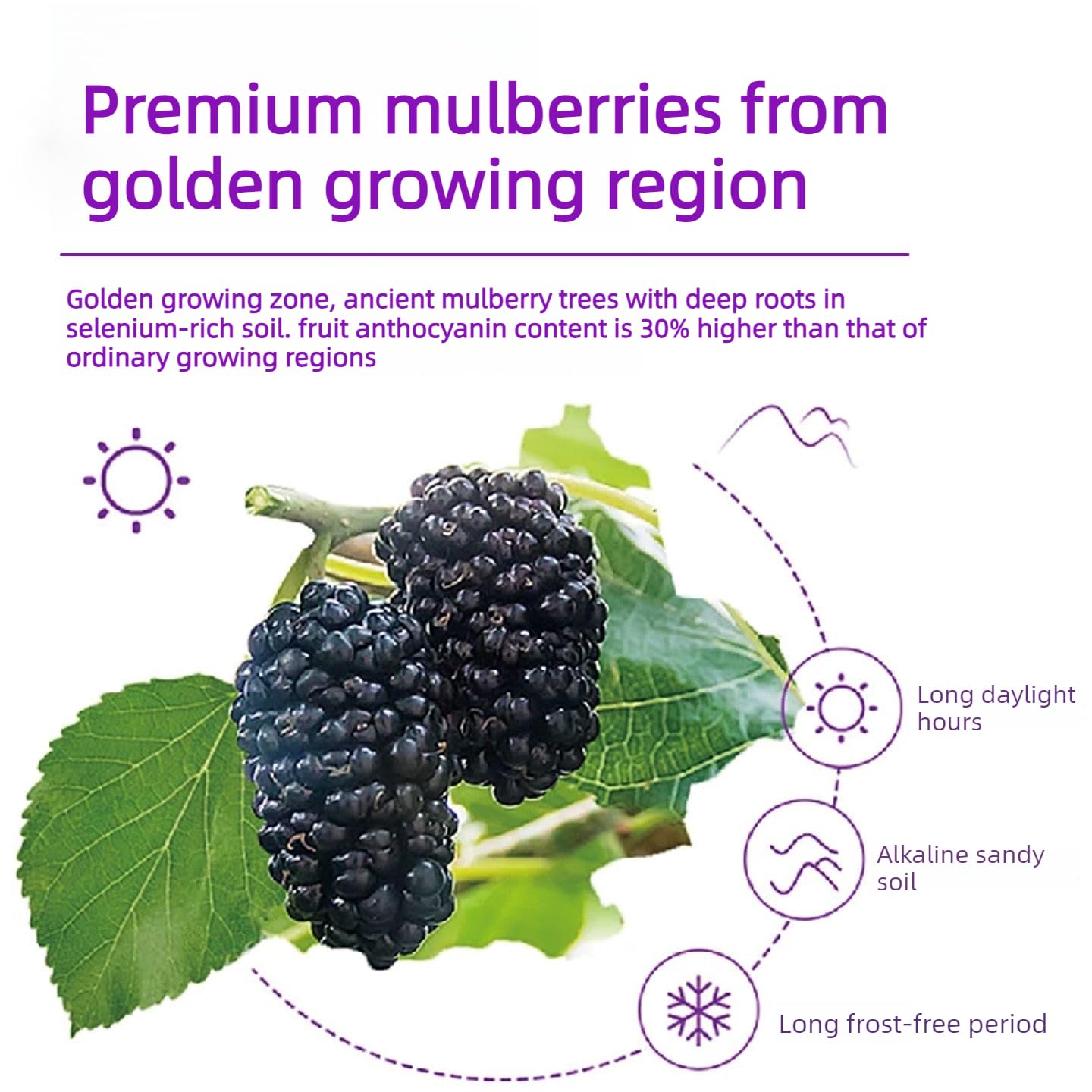 Black Mulberry Powder 250g - Handpicked, No Artificial Dyes, Wall-Broken Grinding, Rich in Anthocyanins, Fine Texture