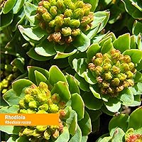 Vista 7 de Herb Pharm Extracto de Raíz de Rhodiola Orgánico Certificado para Energía, Resistencia y Estamina, Glicerita Sin Alcohol, 1 Onza