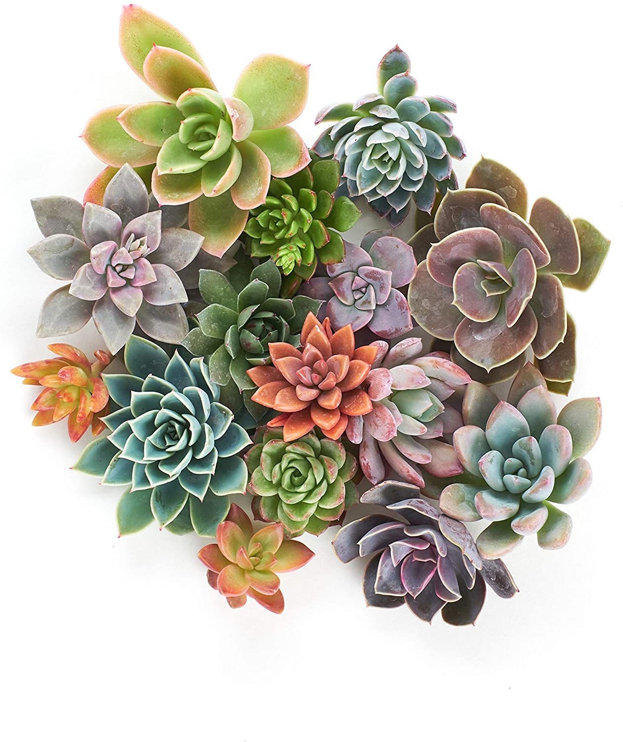 Pack 10 Estilizadas Crasas Plantas Naturales para Combinar con Tu Decoración