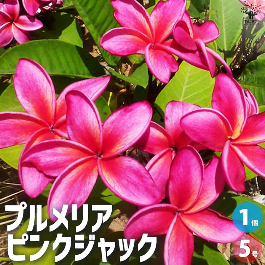 プルメリア　二点 JL Cultivars — Jim Little Plumeria JAPAN
