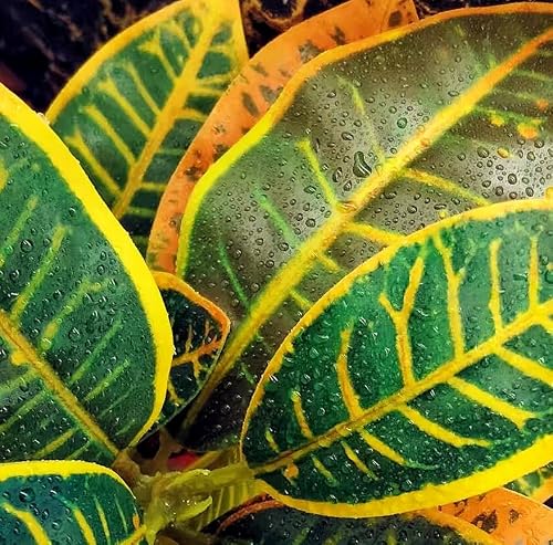 KERUIDENG Reptile Plants Terrarium Artificial Leaves Reptile Tank Decorations for Bearded Dragon Lizard Snake Geckos Chameleon Amphibian Habitat Terrarium Decor