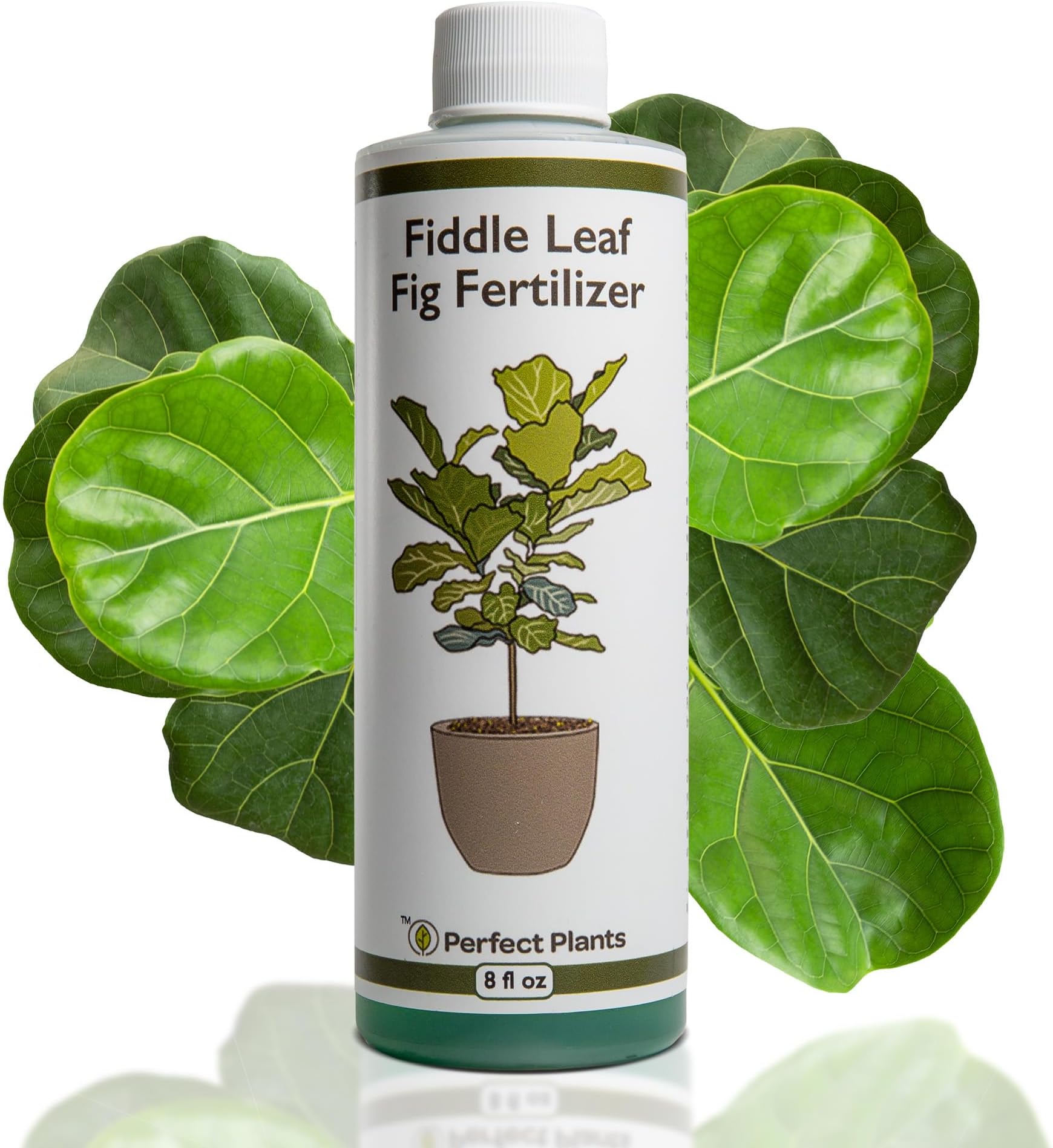 Liquid Fiddle Leaf Fig Fertilizer | 8oz. of Premium Concentrated Indoor Ficus Food | Get Big Leaves and Healthy Plants