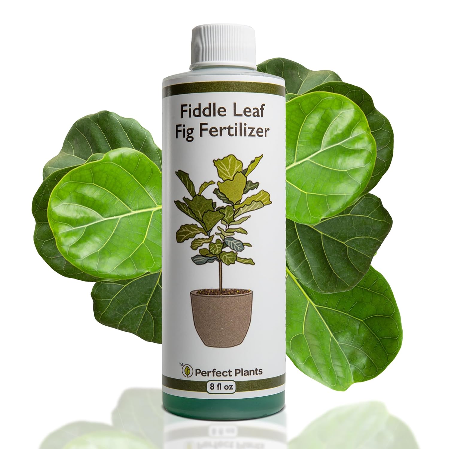 Amazon.com : Perfect Plants Liquid Fiddle Leaf Fig Fertilizer | 8oz. of ...